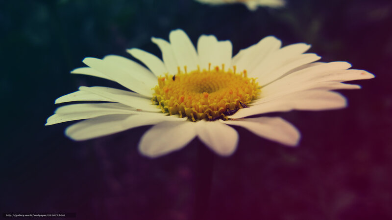 White Daisy Flower — Serene, Photograph, Yellow Center, Petals