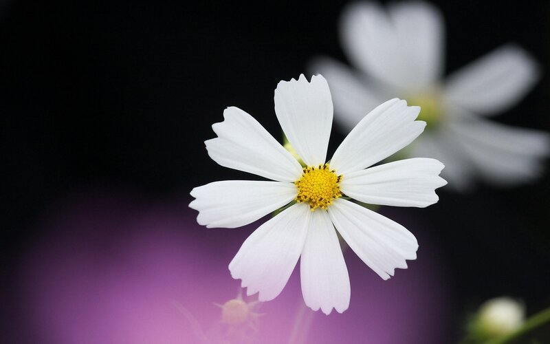 White Daisy Flower — Serene, Photograph, Yellow Center, Purple Background