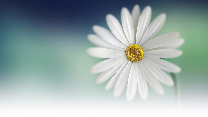 White Daisy Flower — Serene, Photograph, Yellow Center, Stem