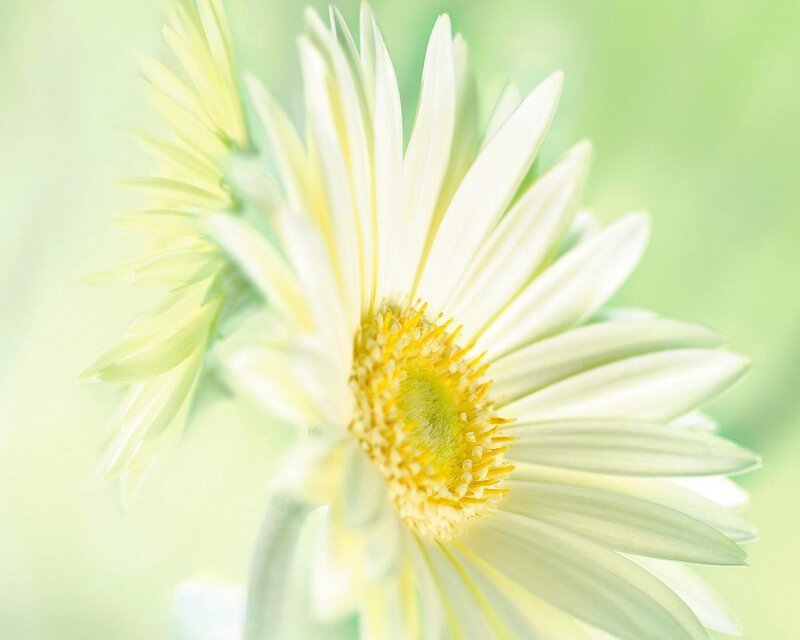 White Daisy Flower — Serene, Photograph, Yellow Center