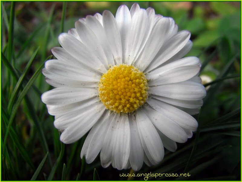 White Daisy Flower — Serene, Spring, Photograph, Grass
