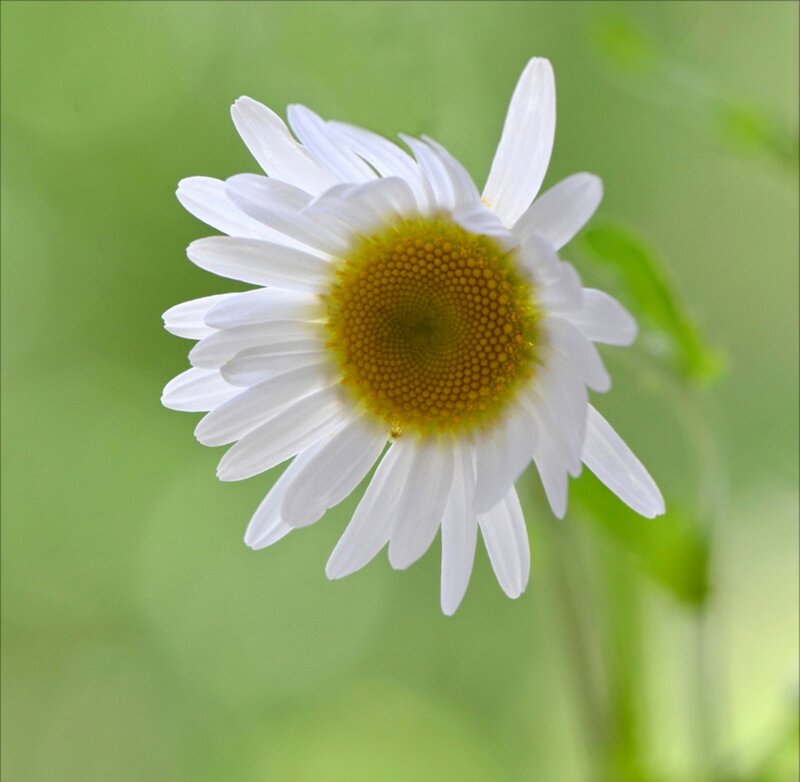 White Daisy Flower — Serene, Spring, Photograph, Green Leaves