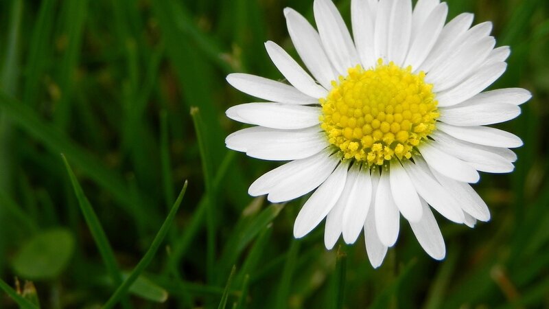 White Daisy Flower — Serene, Spring, Photograph