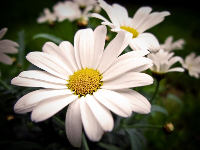 White Daisy Flower — Serene, Spring, Photograph, Yellow Center, Green Leaves