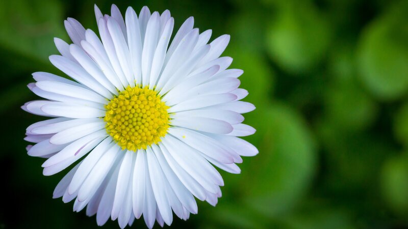 White Daisy Flower — Serene, Spring, Photograph, Yellow Center