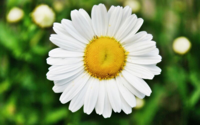 White Daisy Flower — Serene, Summer, Photograph