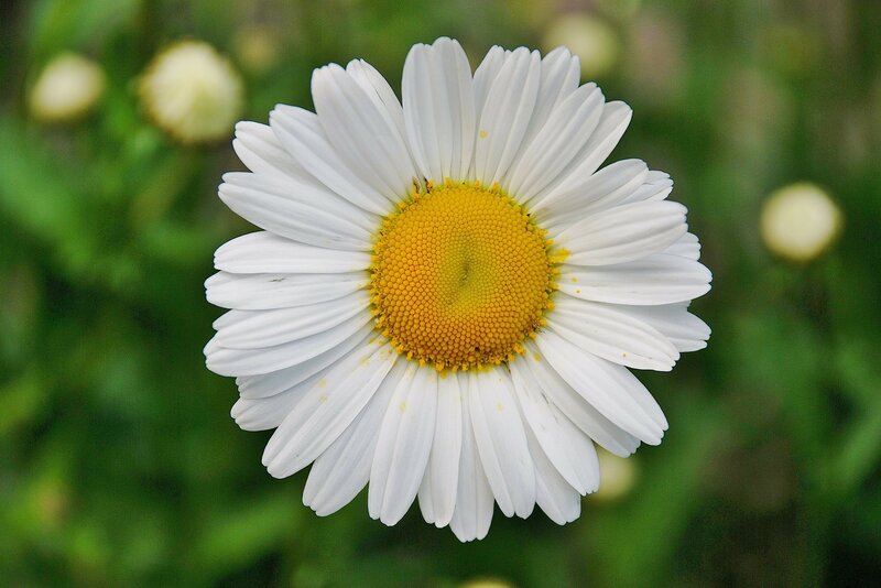 White Daisy Flower — Serene, Summer