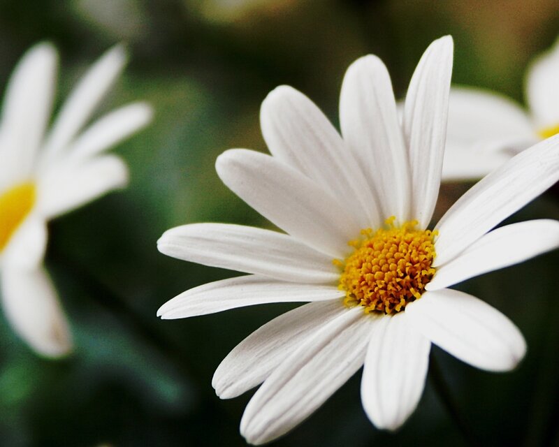 White Daisy Flower — Serene