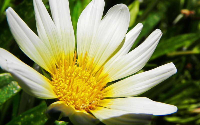 White Daisy Flower — Serene, Yellow Center