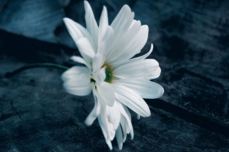 White Daisy Flower — Somber