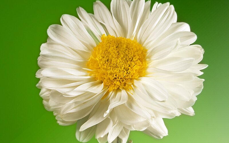 White Daisy Flower — Yellow Center