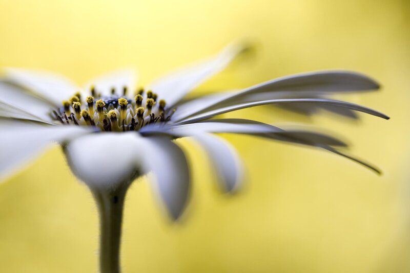 White Daisy Flower — Yellow, Serene, Photograph