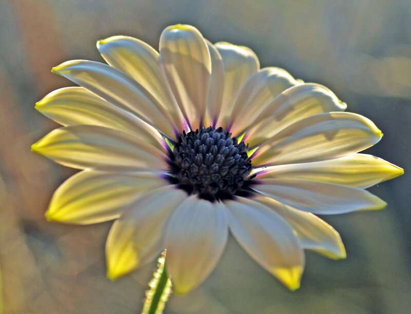 White Daisy Flower — Yellow, Serene