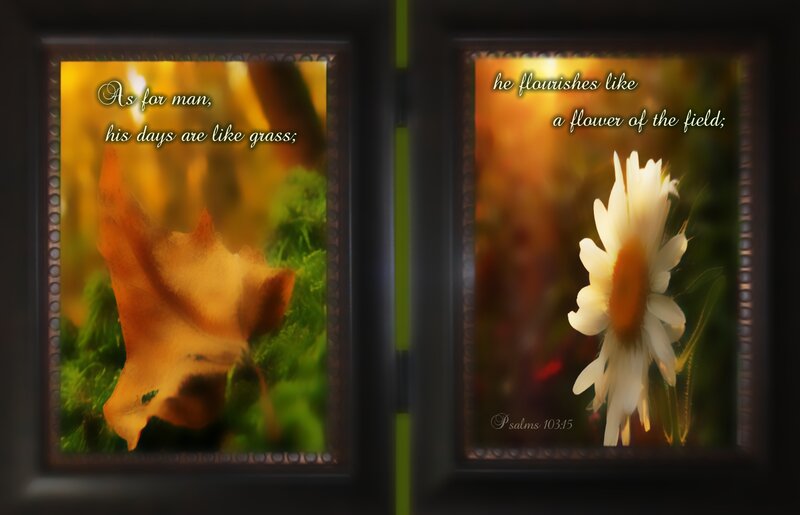 White Daisy Flower — Yellow