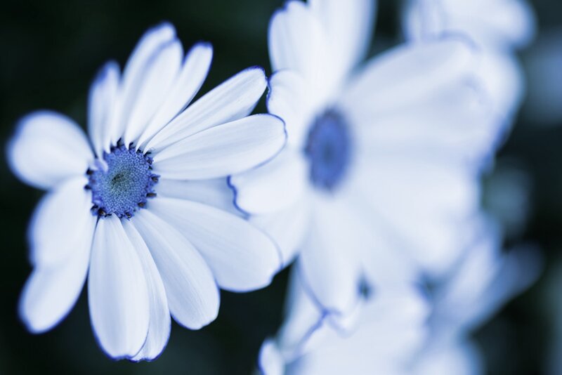 White Daisy Flowers — Blue