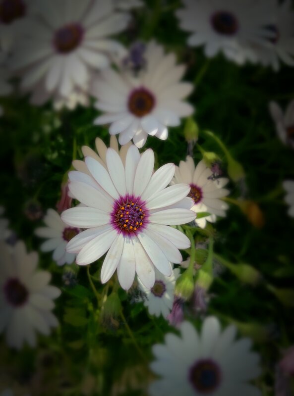 White Daisy Flowers — Calm, Afternoon, Photograph, Green Leaves