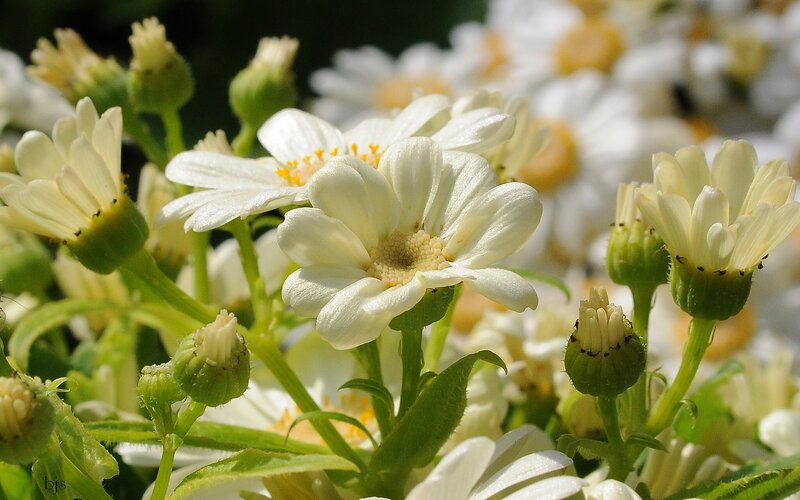 White Daisy Flowers — Calm, Afternoon, Photograph