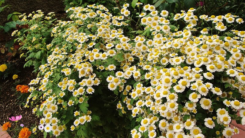 White Daisy Flowers — Calm, Afternoon