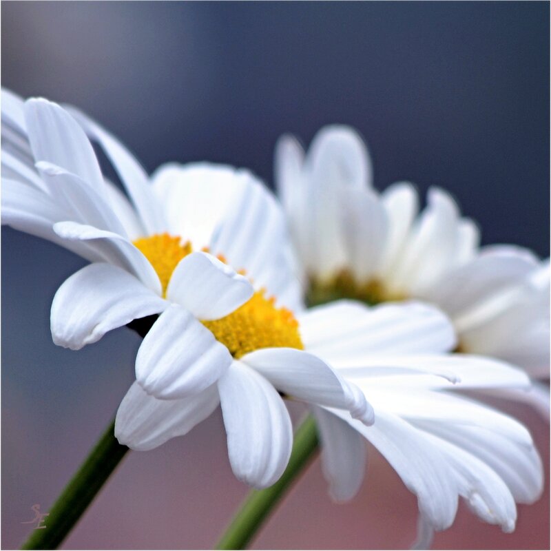 White Daisy Flowers — Calm, Photograph, Flower