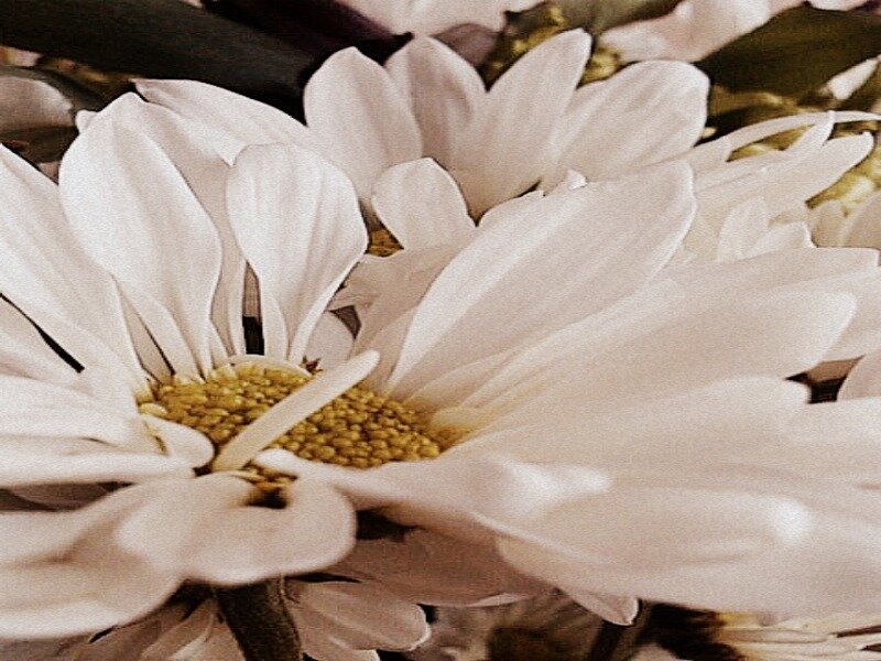 White Daisy Flowers — Calm, Photograph