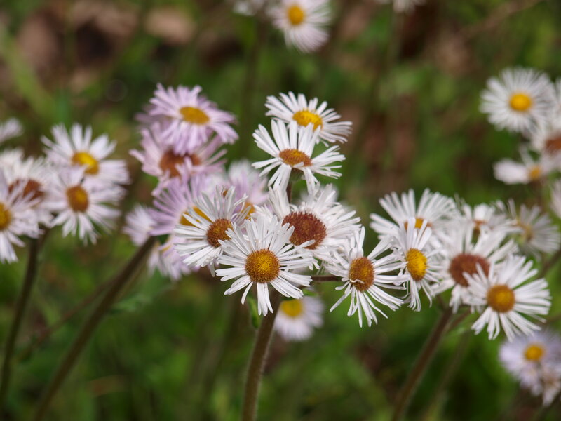 White Daisy Flowers — Calm, Spring, Photograph, Green Leaves