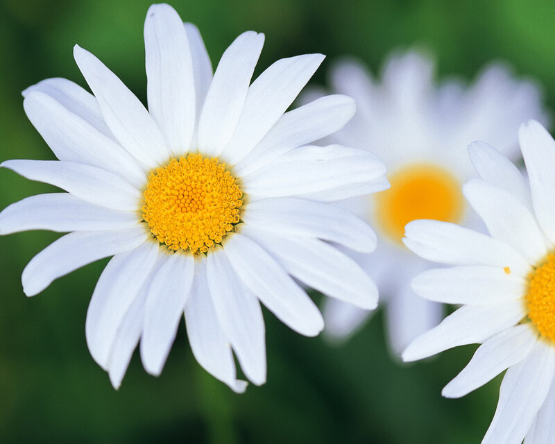 White Daisy Flowers — Calm, Spring, Photograph