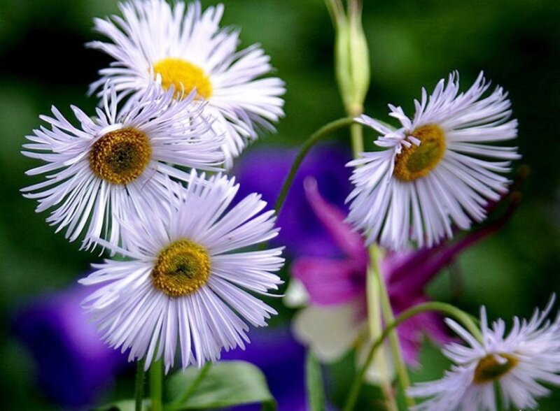 White Daisy Flowers — Calm, Spring