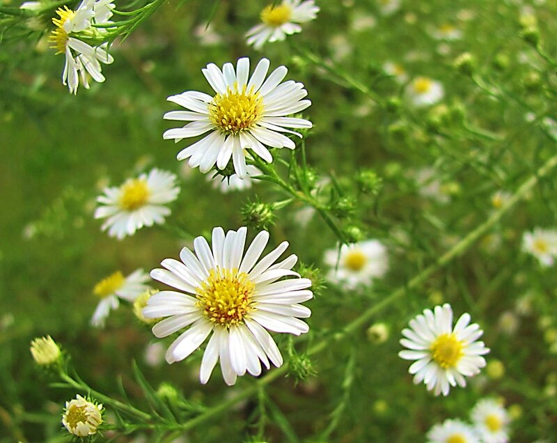 White Daisy Flowers — Calm, Summer