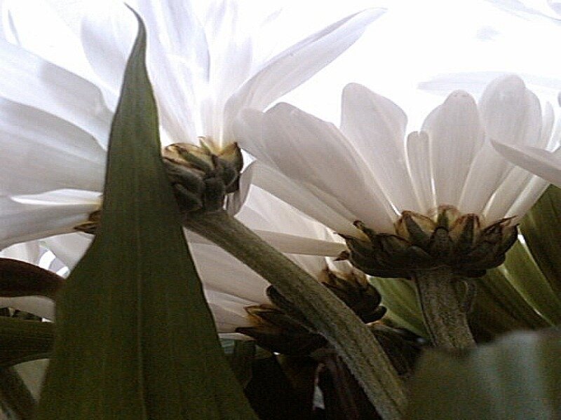 White Daisy Flowers — Calm