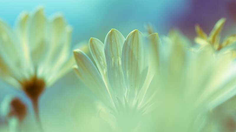 White Daisy Flowers — Green