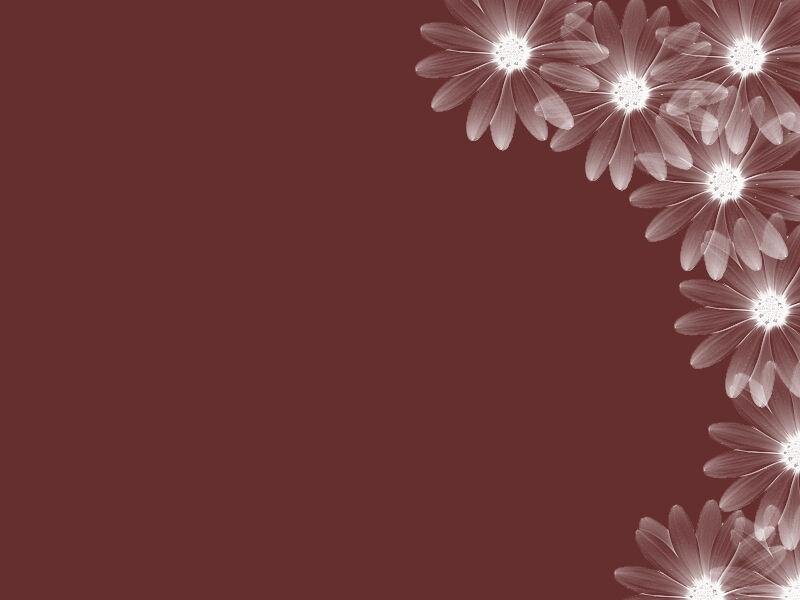 White Daisy Flowers — Maroon