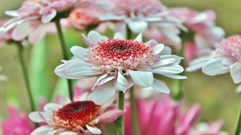 White Daisy Flowers — Pink
