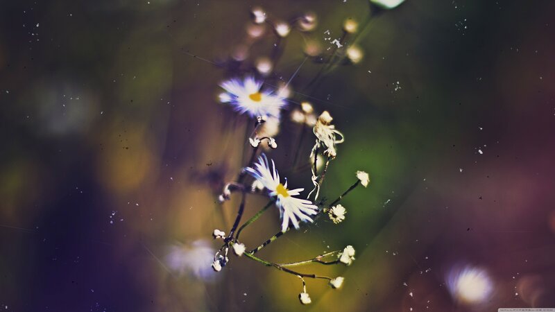 White Daisy Flowers — Purple