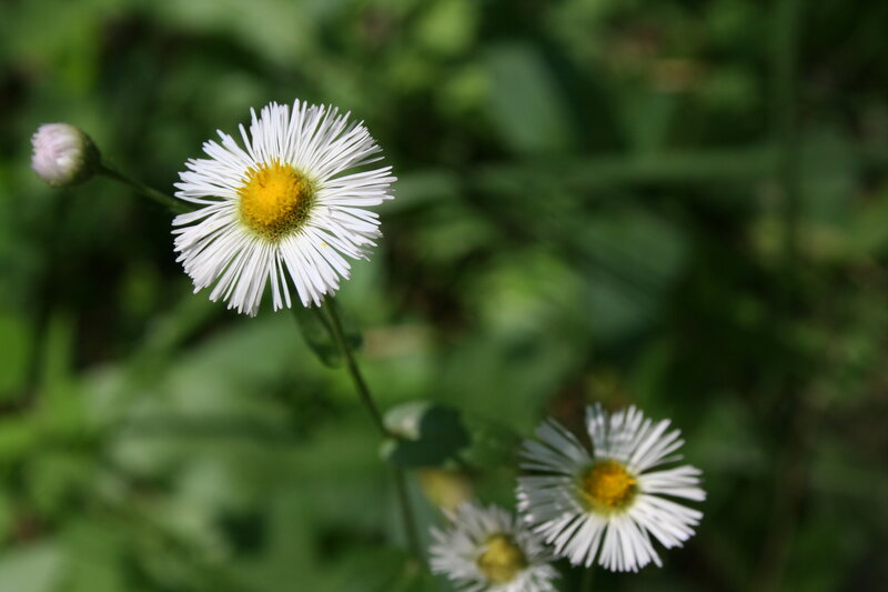 White Daisy Flowers — Serene, Afternoon, Photograph, Green Leaves