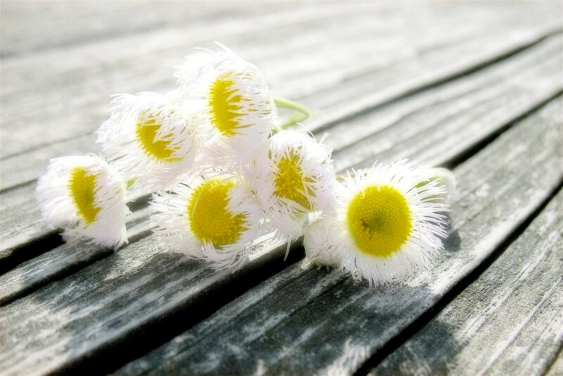 White Daisy Flowers — Serene, Afternoon, Photograph