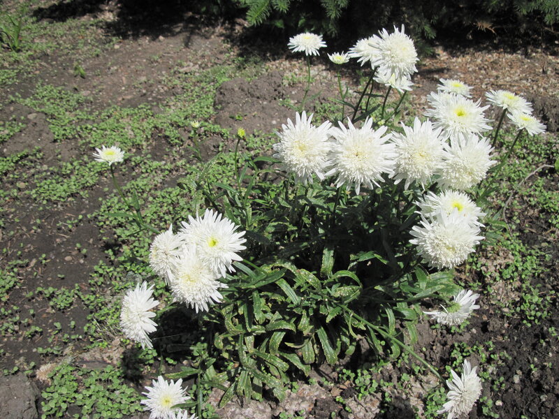 White Daisy Flowers — Serene, Afternoon