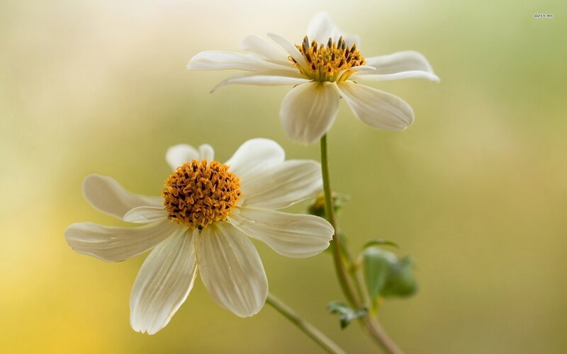 White Daisy Flowers — Serene, Morning