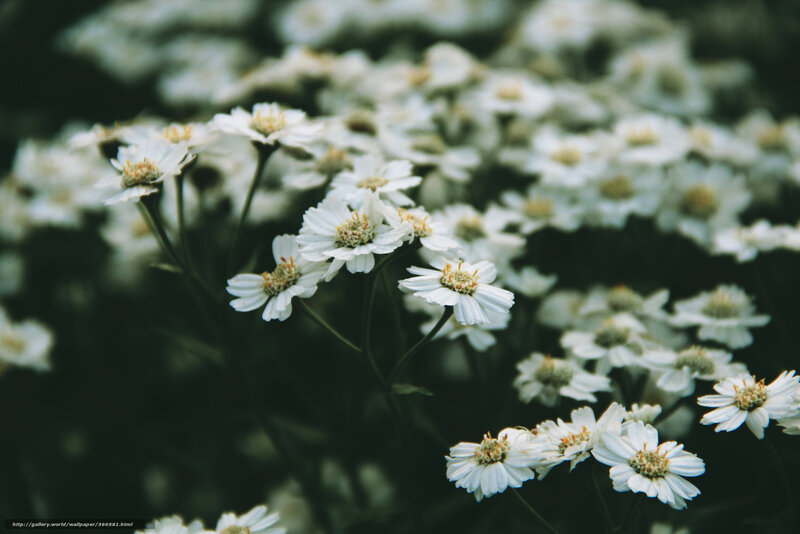 White Daisy Flowers — Serene, Photograph, Stems