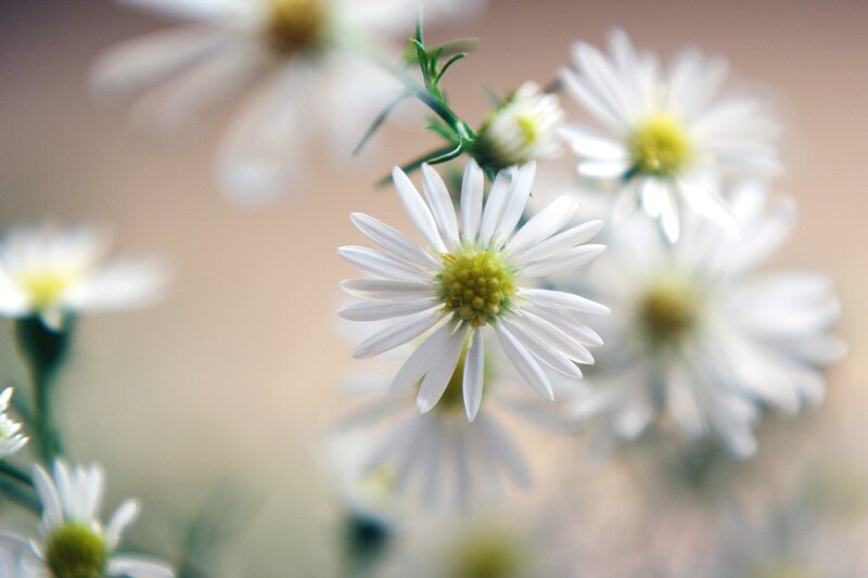 White Daisy Flowers — Serene, Photograph