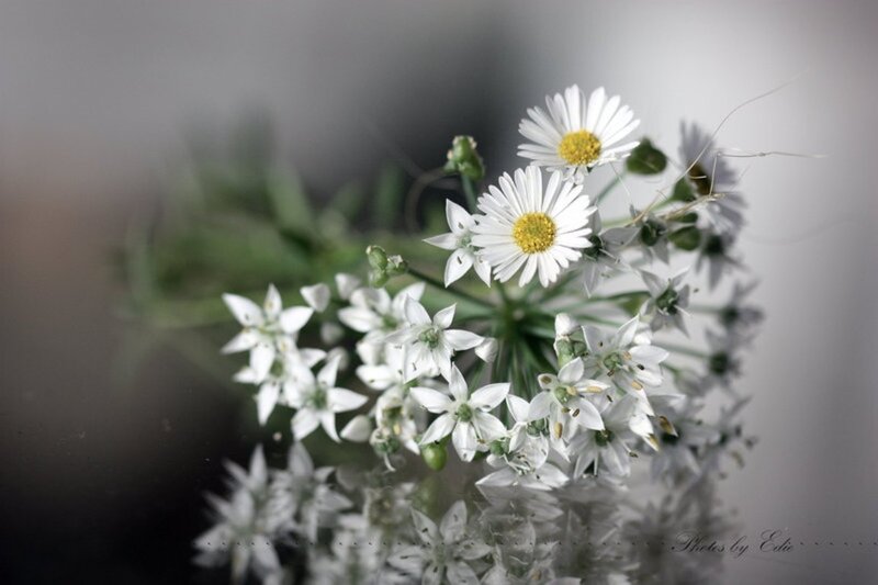 White Daisy Flowers — Serene