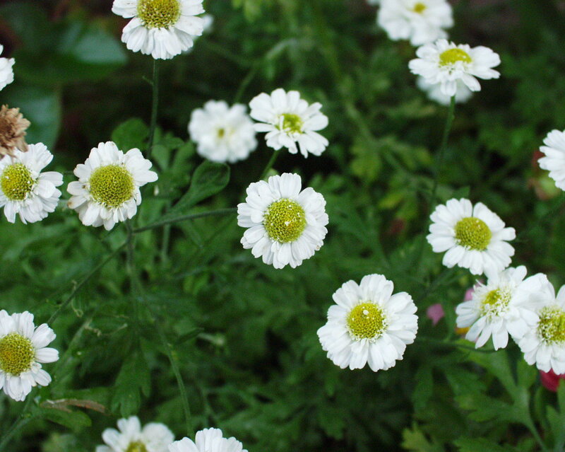 White Daisy Flowers