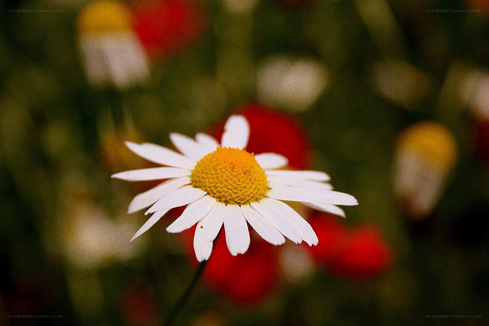 White daisy in a field