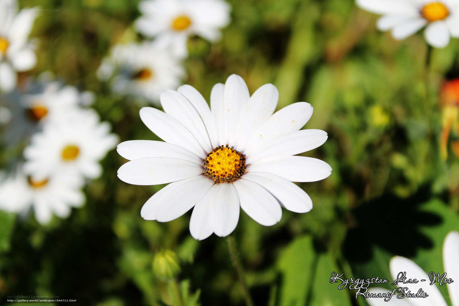 White daisy in a field