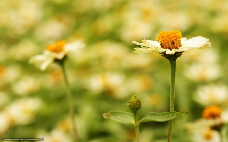 White daisy in a field