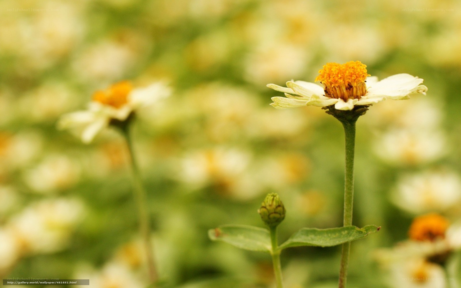 White daisy in a field