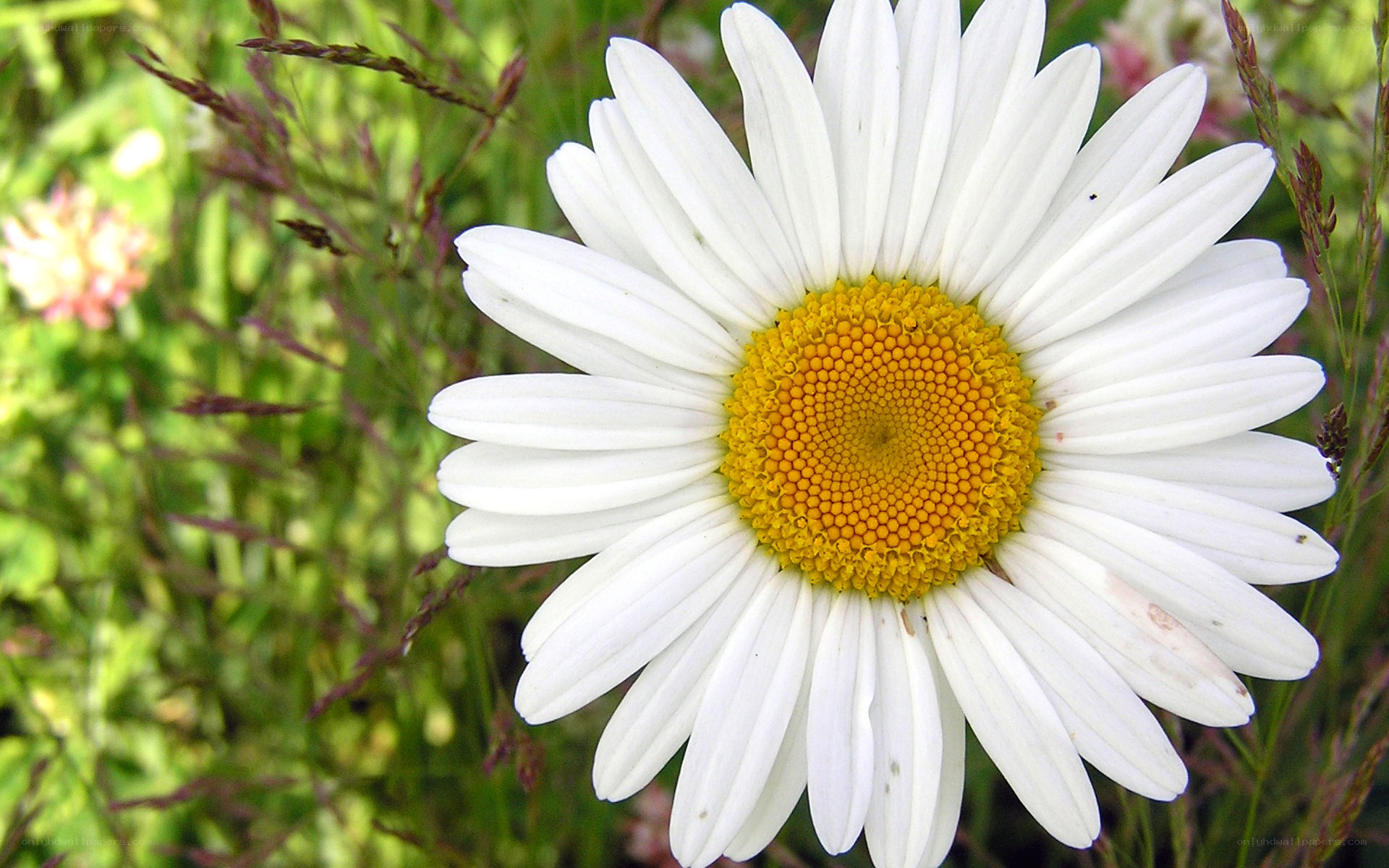 White daisy in a field