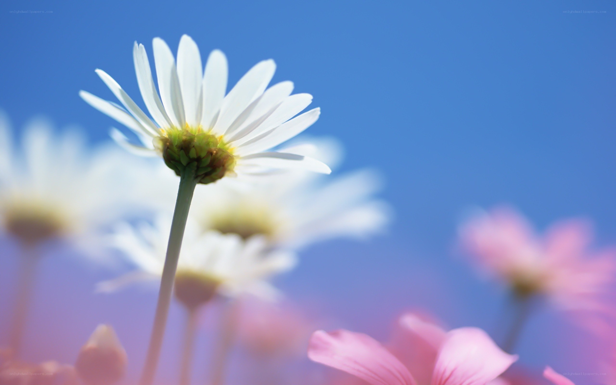 White daisy in a field