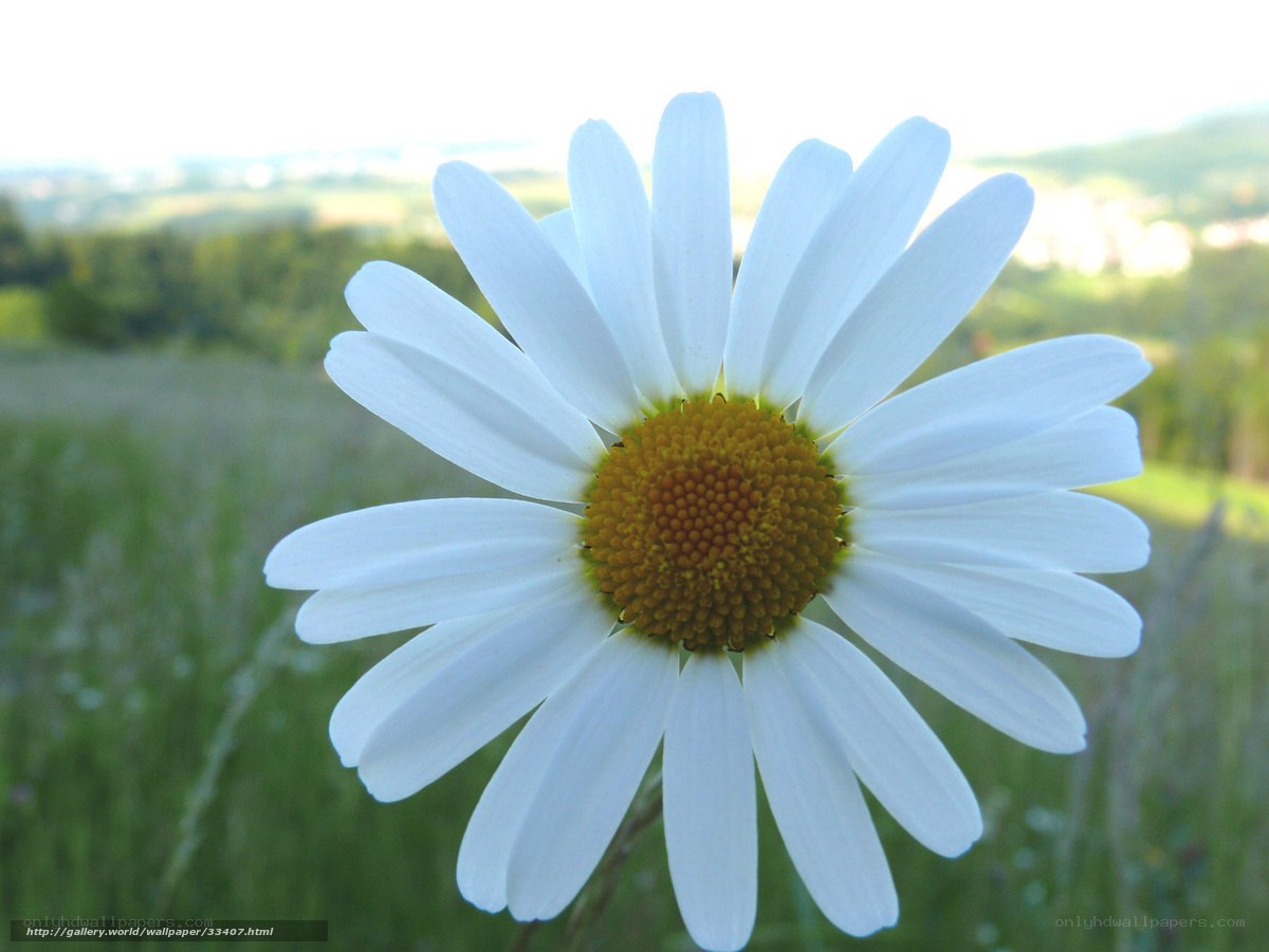 White daisy in a field