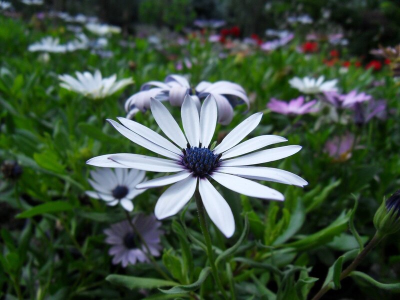 White daisy in a flower garden