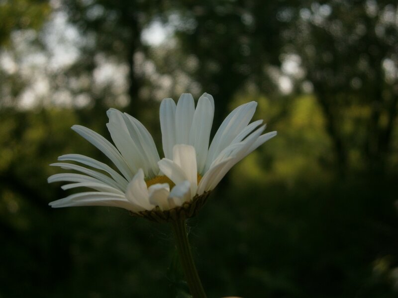 White daisy in a forest